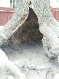 Ivar Los