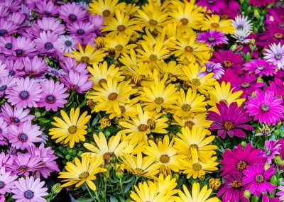 Marguerite Daisies