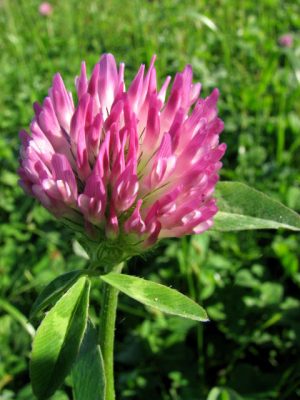 red clover
