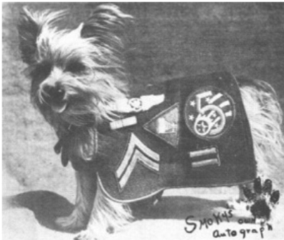 Black and white photo of a four-pound Yorkshire Terrier decorated with war badges.