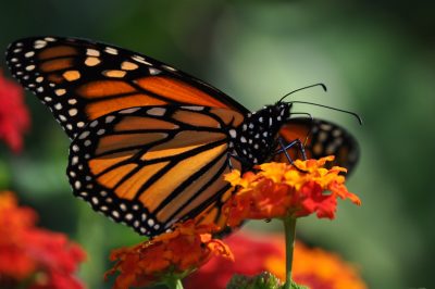 A Monarch butterfly lands on an orange flower.