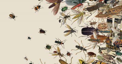 A bunch of bugs of every kind swarm together.