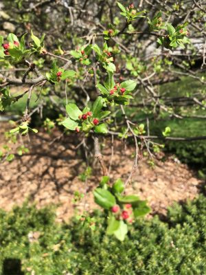 Tree branches with tiny red flower buds.