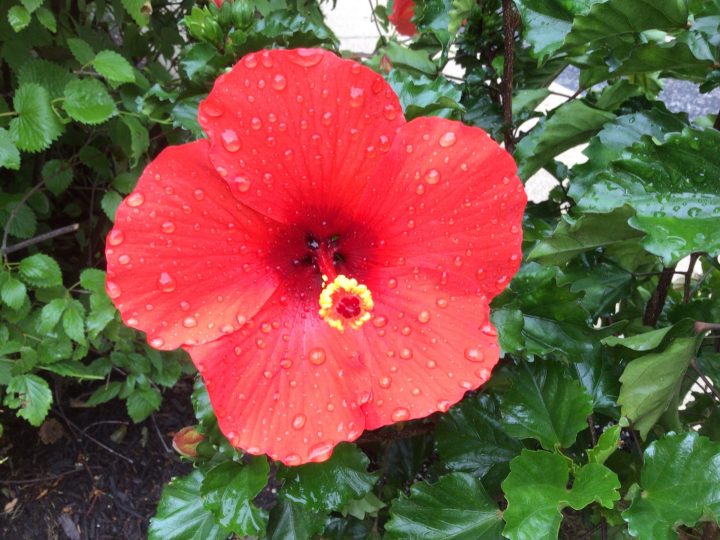 IMG_1074-Danish-Home-Red